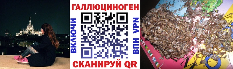 Галлюциногенные грибы Psilocybine cubensis  Сергач 